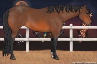 Horse Color:Bay 
