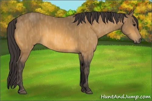 Horse Color: Buckskin  Brindle