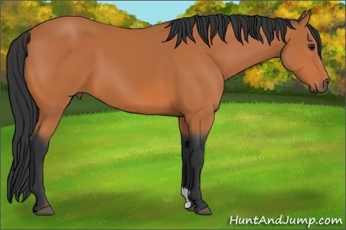 Horse Color: Bay 