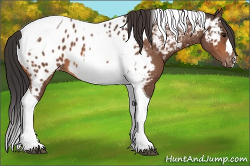 Horse Color:Bay Tobiano Near Leopard 