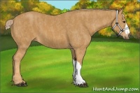 Horse Color:Palomino  Brindle