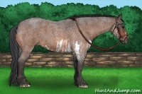 Horse Color:Bay Roan Splash  Brindle