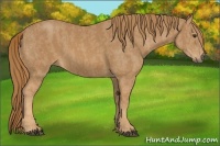 Horse Color:Chestnut  Brindle