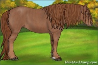 Horse Color:Red Roan  Brindle