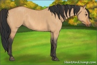 Horse Color:Bay Roan Dun  Brindle