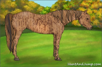 Horse Color:Bay  Brindle