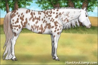 Horse Color:Chestnut Appaloosa Rabicano  Brindle