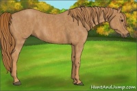Horse Color:Red Roan  Brindle