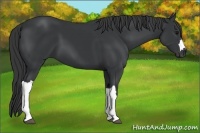 Horse Color:Black 
