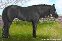 Horse Color:Black  Brindle