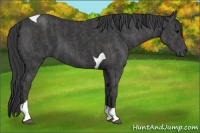 Horse Color:Black Tobiano Brindle