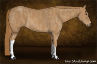 Horse Color:Chestnut Rabicano  Brindle