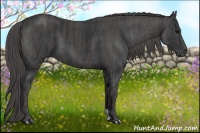 Horse Color:Black  Brindle