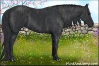 Horse Color:Black  Brindle
