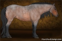 Horse Color:Bay Roan 