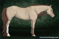 Horse Color:Classic Champagne Dun  Brindle