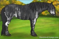 Horse Color:White Spotted Black  Brindle