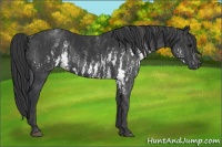 Horse Color:White Spotted Black  Brindle