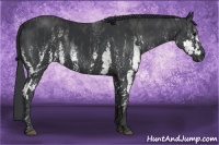 Horse Color:White Spotted Black  Brindle