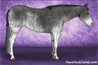 Horse Color:White Spotted Black  Brindle
