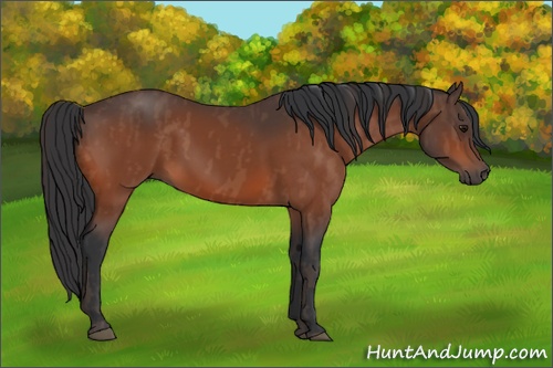 Horse Color: Bay  Brindle
