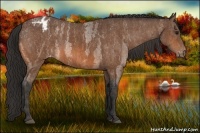 Horse Color:Bay Roan Appaloosa  Brindle
