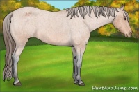 Horse Color:Bay Roan Varnish 