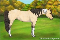 Horse Color:Buckskin Roan Dun Tobiano