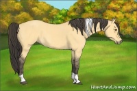 Horse Color:Buckskin Roan Dun Tobiano  Brindle