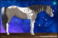 Horse Color:Grullo Splash Tobiano 
