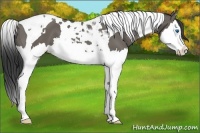 Horse Color:Grullo Splash Tobiano 
