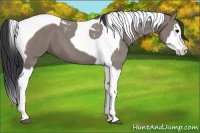 Horse Color:Grullo Splash Tobiano 