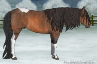 Horse Color:Bay Tobiano Brindle