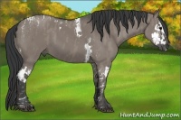 Horse Color:Grullo Splash Tobiano  Brindle