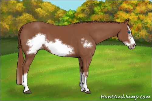 Horse Color: Chestnut Splash Frame 