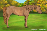 Horse Color:Chestnut Brindle