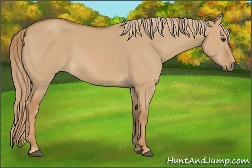 Horse Color: Red Dun 