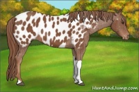 Horse Color:Chestnut Tobiano Appaloosa 