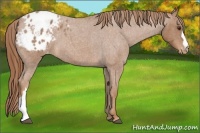Horse Color:Red Roan Blanket 