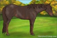 Horse Color:Liver Chestnut  Brindle