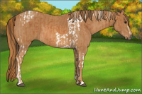 Horse Color:Bay Tobiano Brindle