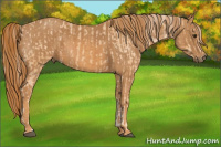 Horse Color:Palomino Varnish  Brindle