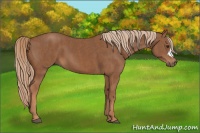 Horse Color:Chestnut  Brindle