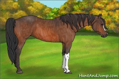 Horse Color: Bay  Brindle