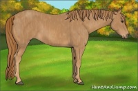 Horse Color:Chestnut  Brindle