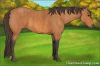 Horse Color:Bay  Brindle