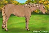 Horse Color:Chestnut  Brindle