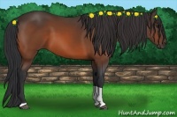 Horse Color:Bay Tobiano 