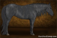 Horse Color:Black  Brindle