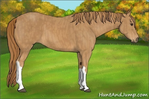 Horse Color: Chestnut  Brindle